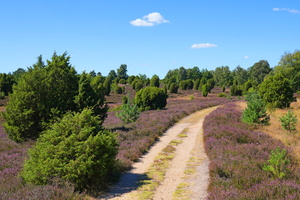 40 4876b Wacholderheide