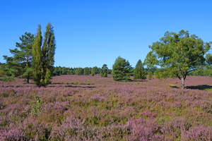 46 5076b Buesenbachtal