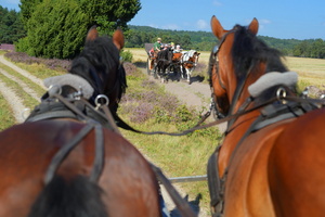 54 5566b Kutschfahrt