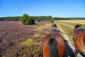 55 5579b Kutschfahrt